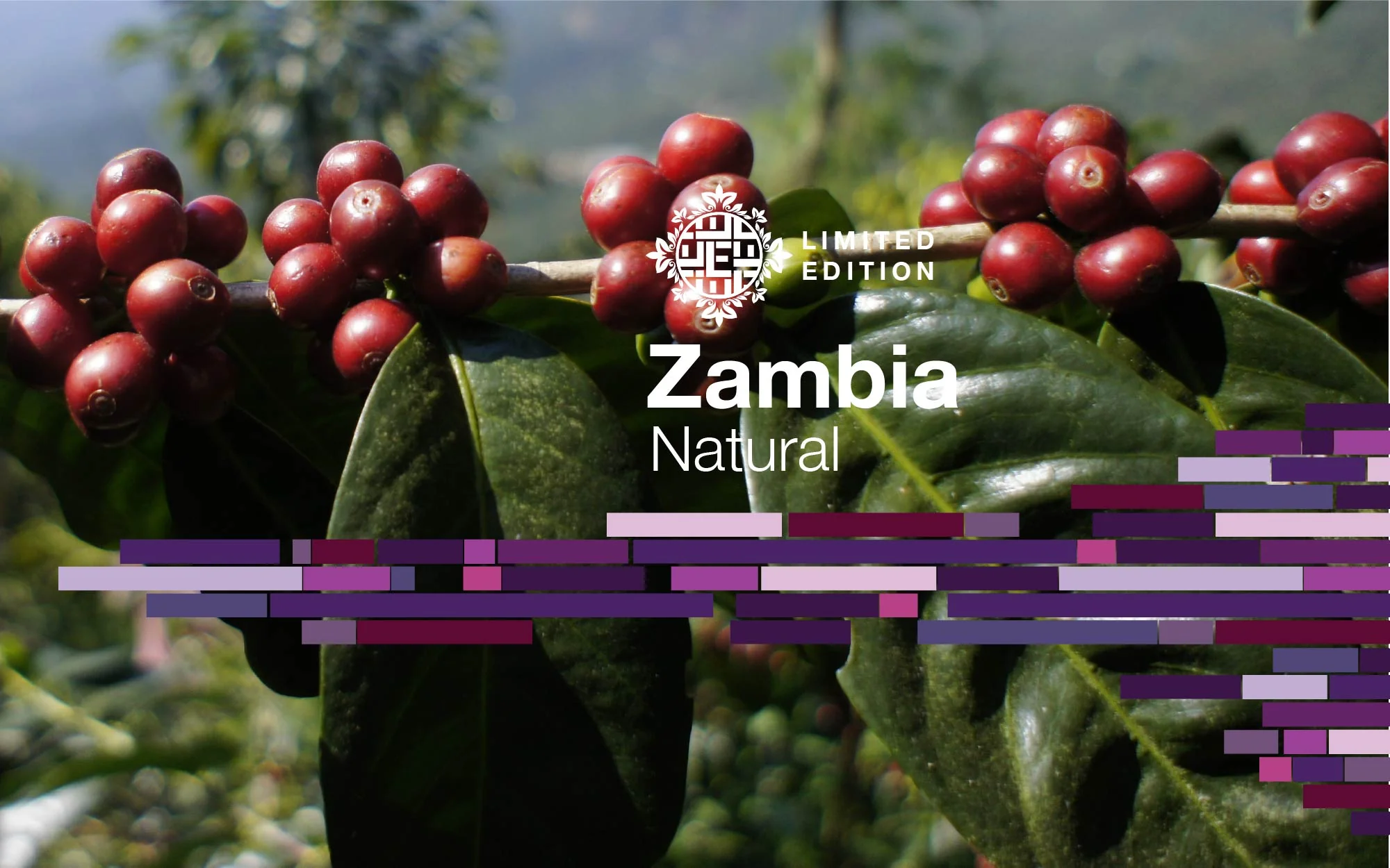 Crafting Coffee, Roasting for Good